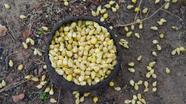 What is Mahua? How This Traditional Wonder Plant is Revolutionizing Modern Medicine